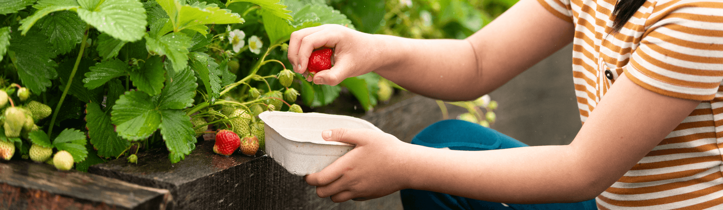 Strawberry Season