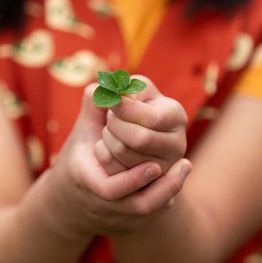 Little Green Radicals Wholesale